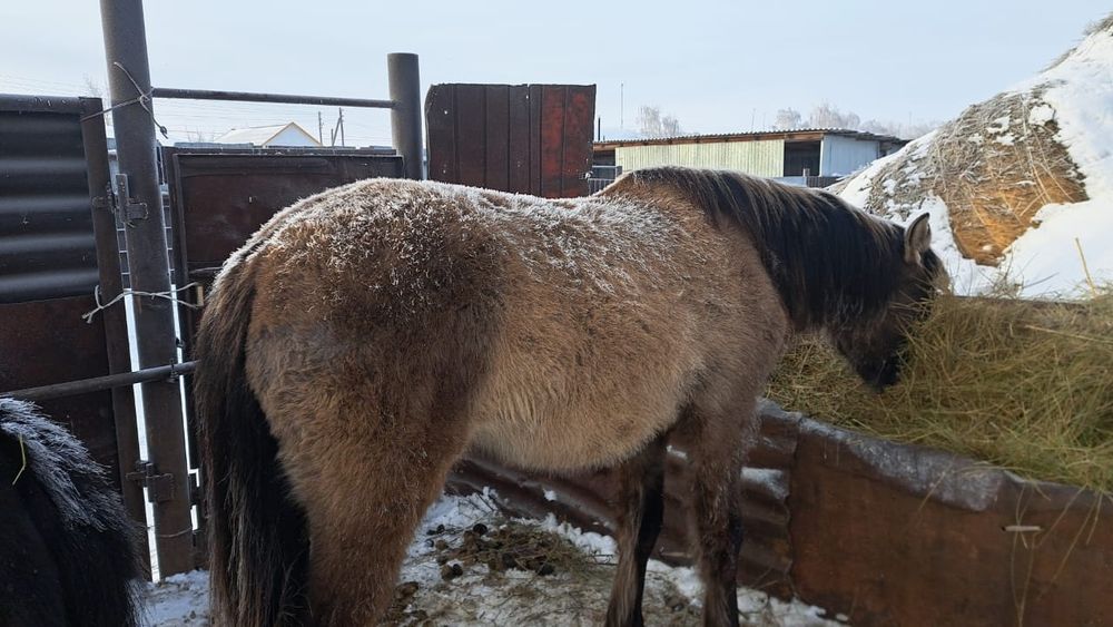 Кобылка,в селе Камысты
