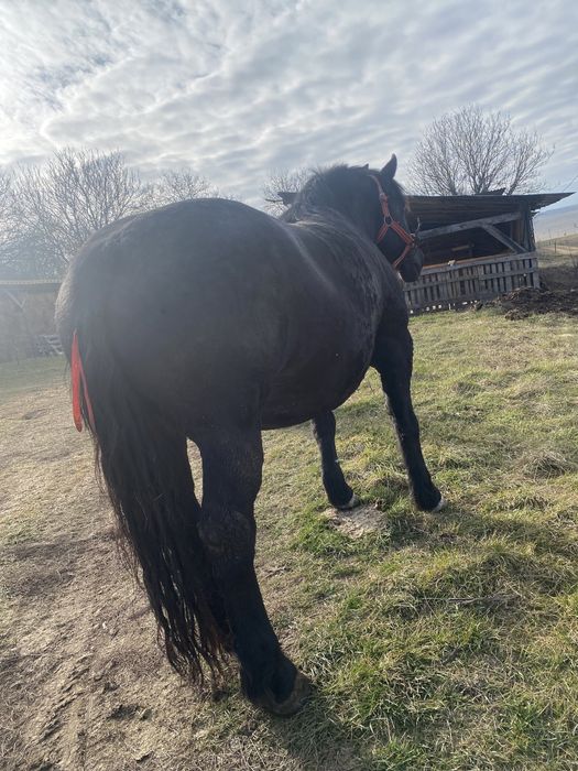 Iapa de vanzare, schimb si cu oi