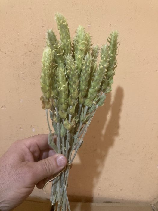 мурсалски чай, 2025