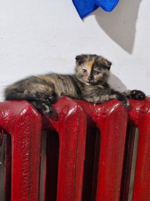 Продам котенка шотландец