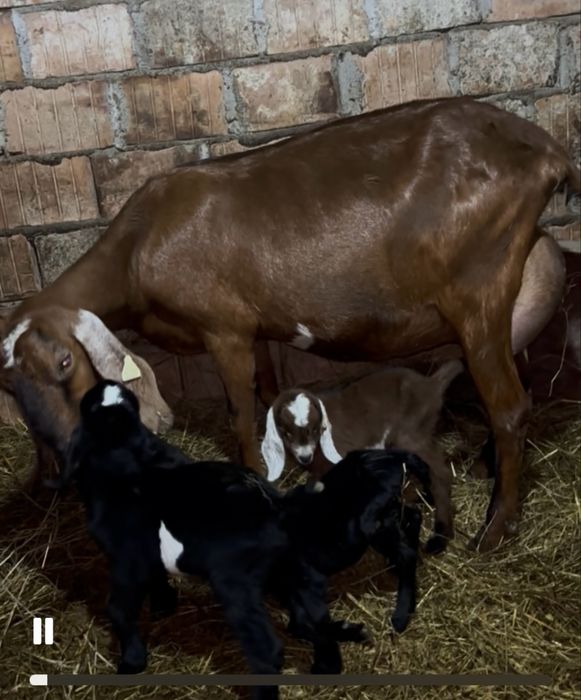 iezi anglonubian rasa pura