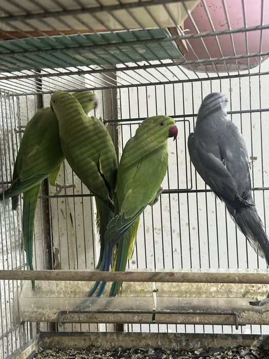 Papagali Micul  Alexander