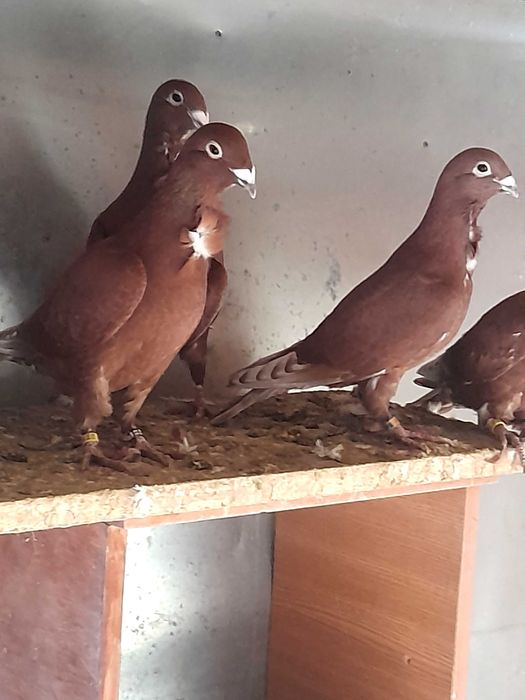 Porumbeii roșii cu floare pui de 2025