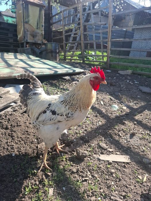 Продам Петухов ..