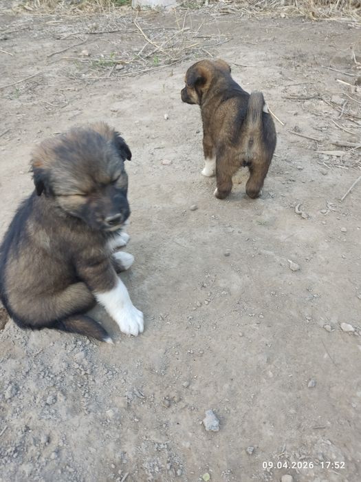 Щенки злые месяц от роду