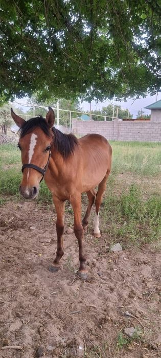 Тай,Құнан сатылады