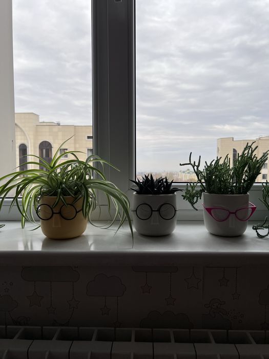 Цветы комнатные продам