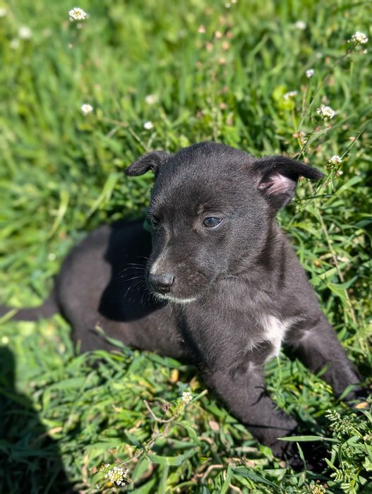 Енергични кученца кръстоска (Питбул териер x Белгийска овчарка) – за активни стопани