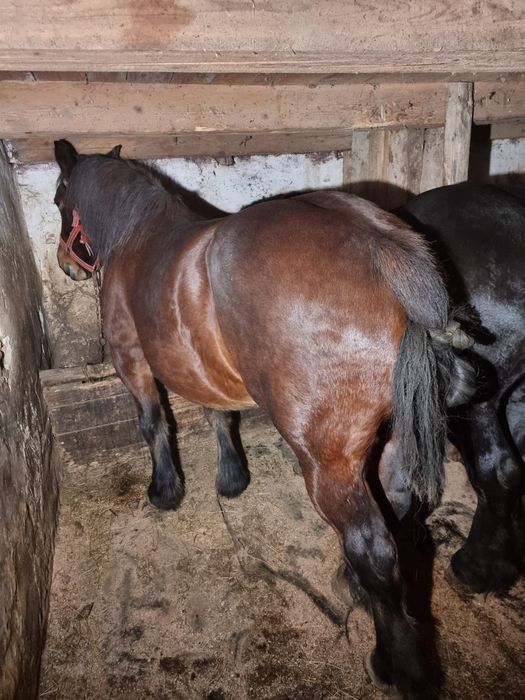 Iapă de vânzare 6 ani