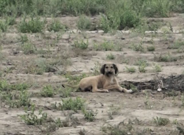 Таза тазы күшік сатылады