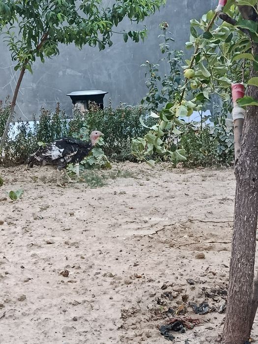 Курка 1.5йил айол