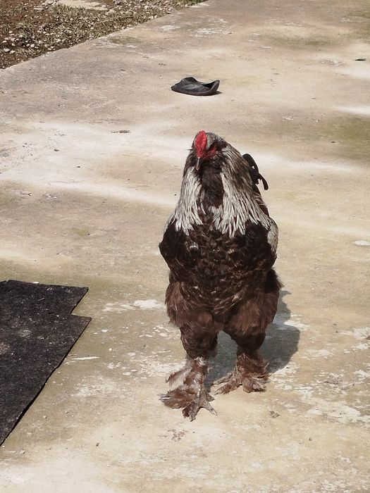 Брама петух продаётся