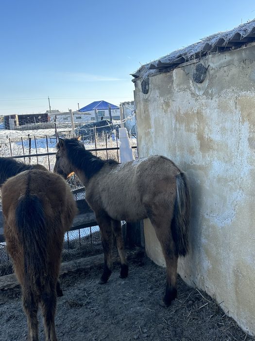 Продам 12 голов лошадей