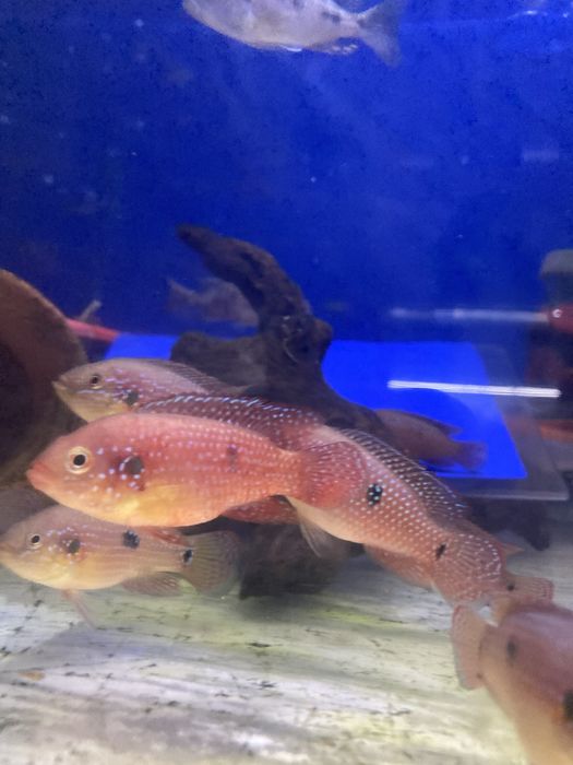 Хромис красавец (Red Jewel Cichlid)