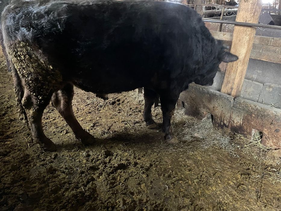 Бычек с откорма