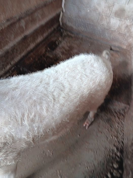 Продавам  прасета