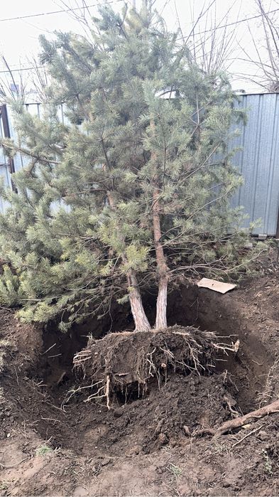 Продам две сосны