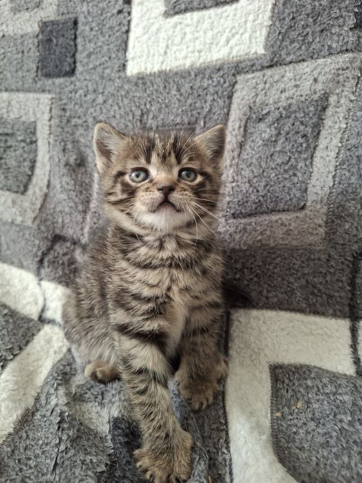 Британские котята