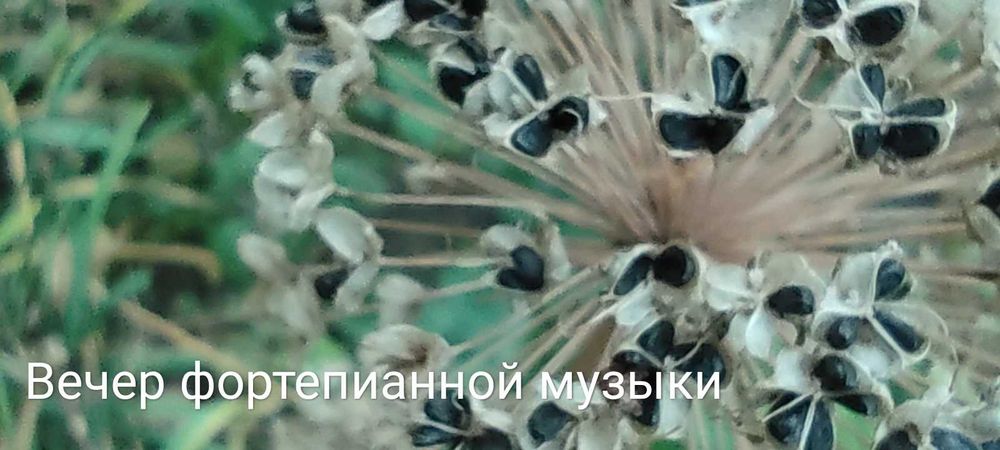 Настройка пианино, рояля.