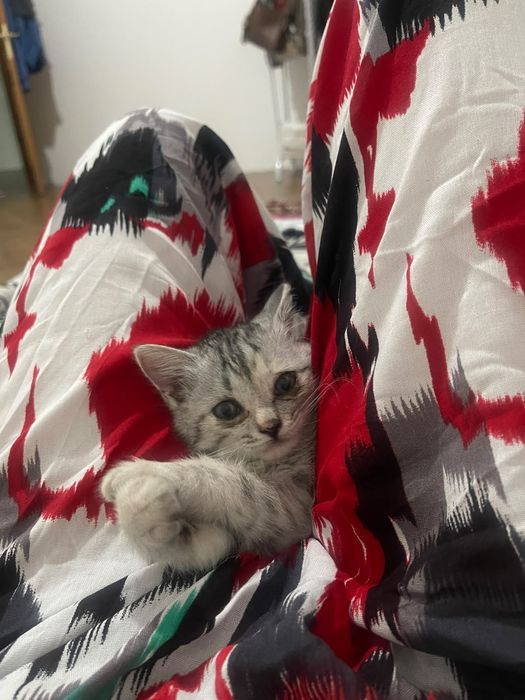 Маленький котенок
