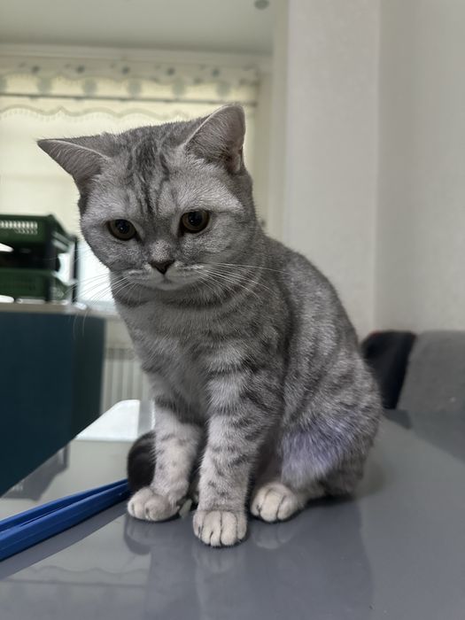 Шотландская кошка