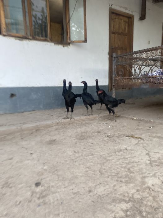 6-7айлык тауыктар шамо кореец