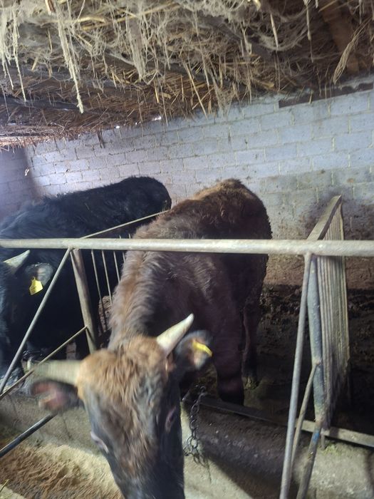 Буқалар  сатам, продам Быков.