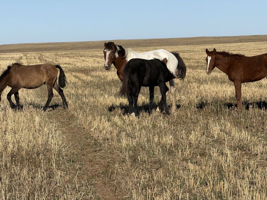 Продам 4 кобылы с жеребятоми и 1 жеребец
