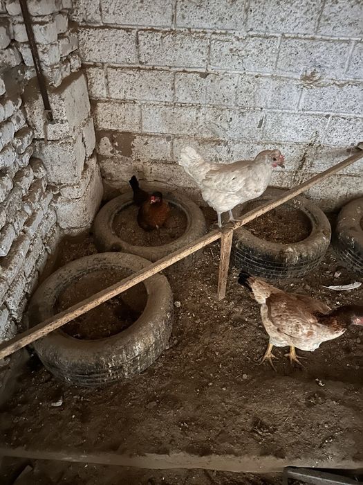 Samarqand damashniy tovuq