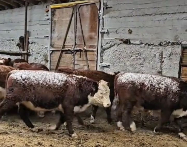 Букалар таза акбас 30