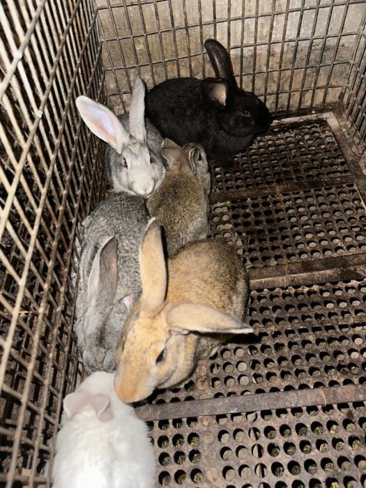 Кролики полувеликаны