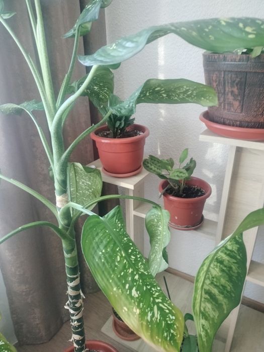 Vând plante apartament/casa