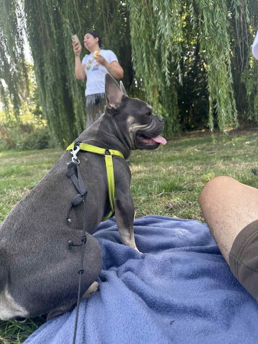 Френски булдог майка