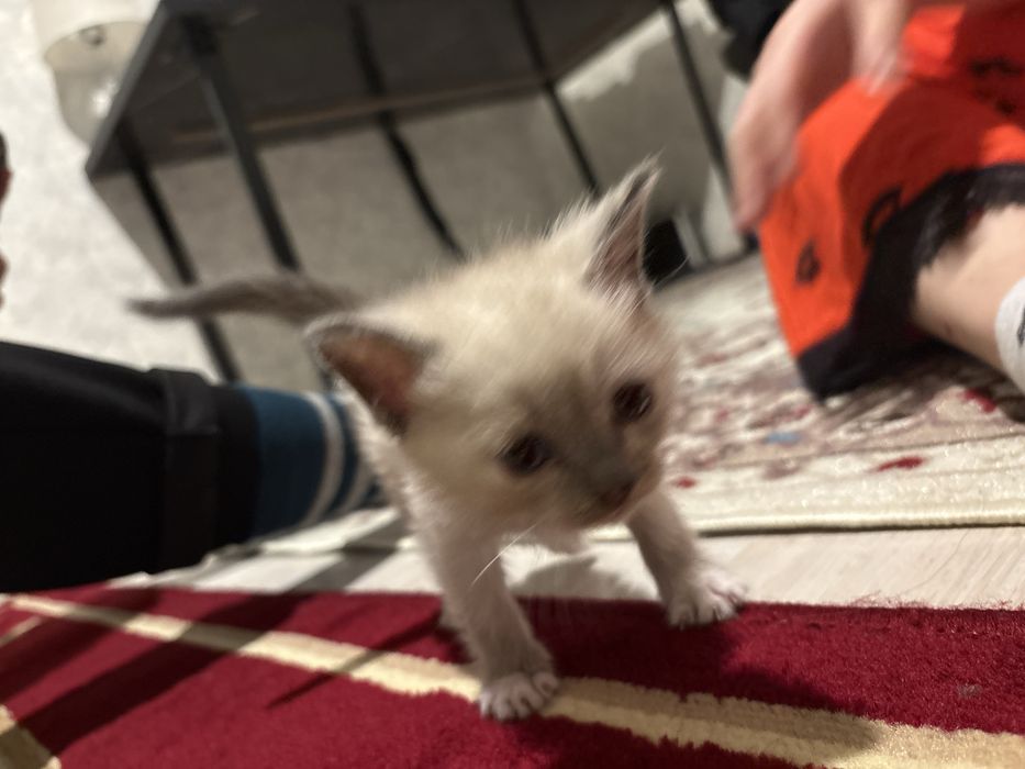 Мысық сатылады-5000тг