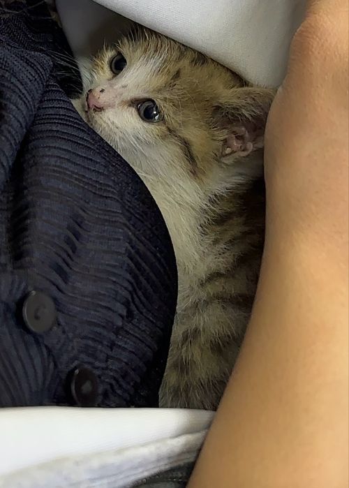 Котенок- девочка