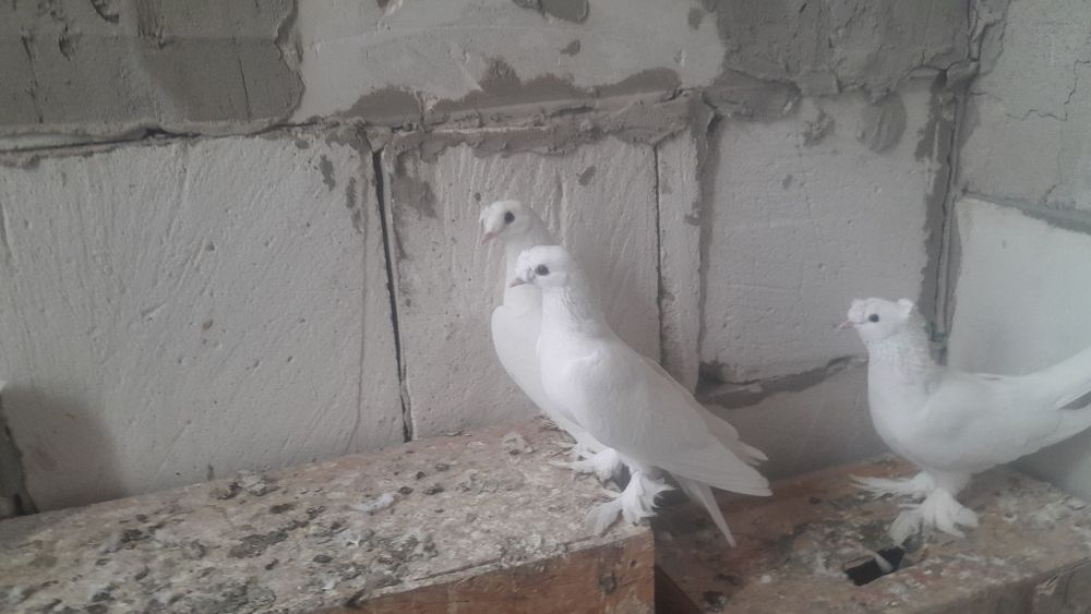 Голуби такла все голубки