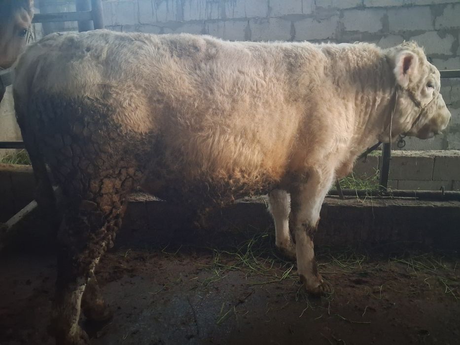 Продаётся бык хороший породы