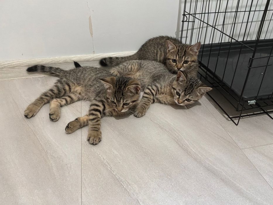 Малка Котенца За Даване!!
