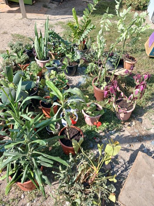 Комнатные цветы растения