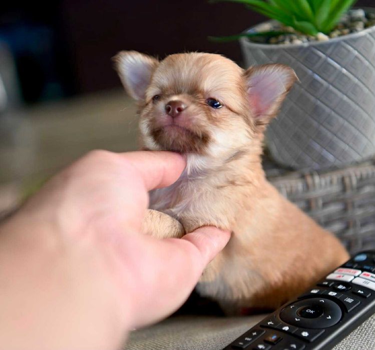 Мъжко дългокосместо мини чихуахуа