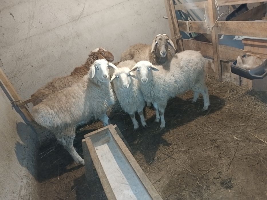 Кой сатылады Айтей