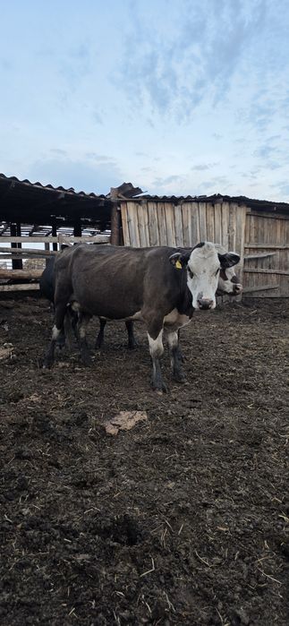 Продам корову на подсосе
