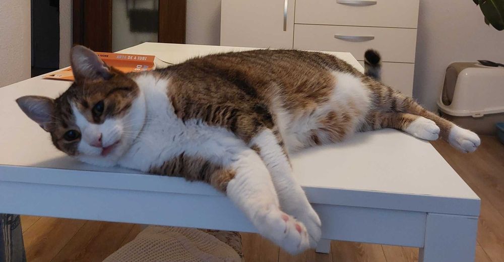 Donație pisică (motan) adult (5-6 ani)