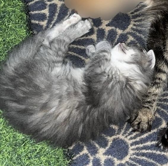 Котёнок бесплатно