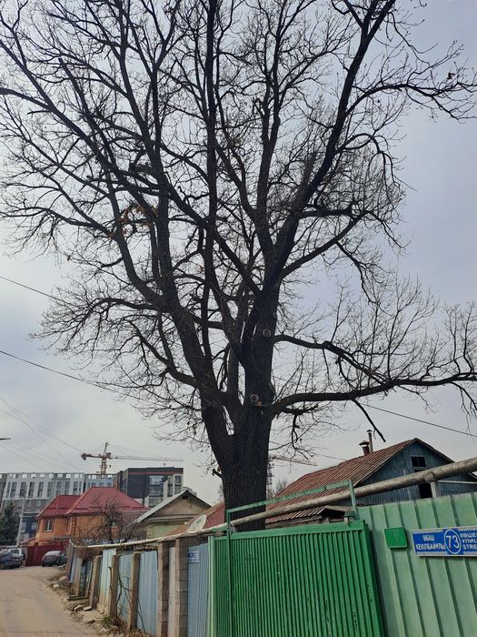 Продам дерево Дуб,  Недорого