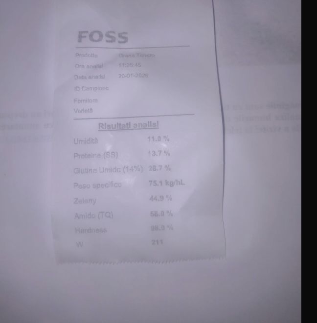 Vand grau panificabil proteina 13,7 !