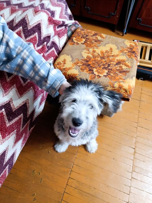 Собака бесплатно