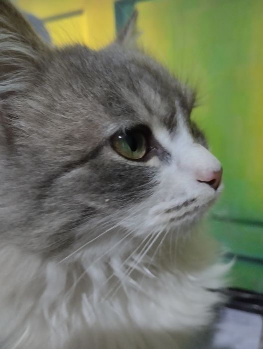 Zoti: Scotish straight