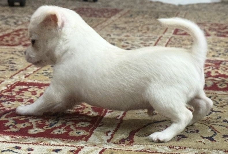 Продам щенка чихуахуа мальчик