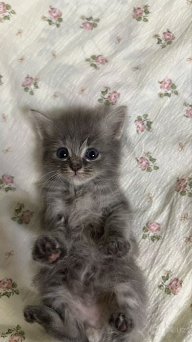 Котенок продается